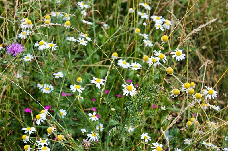 Wildblumen. Wildblumen in Vimmerby-Naes.