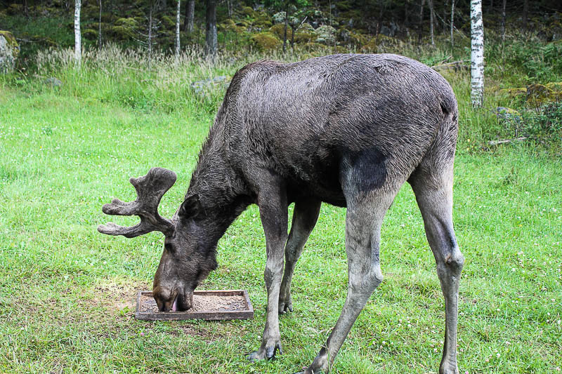Ein Elchbulle Gårdsjö Elchpark