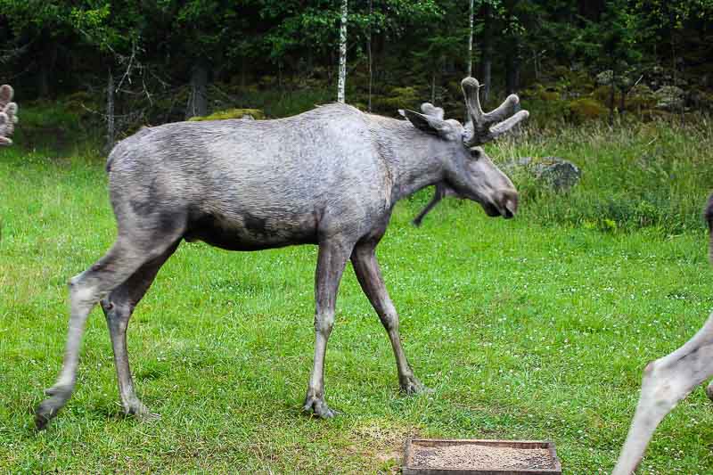 Ein männlicher Elch Elch im Gårdsjö Elchpark