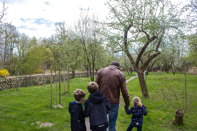 Eine Streuobstwiese. Die Streuobstwiese im Freilichtmuseum in Lehde.