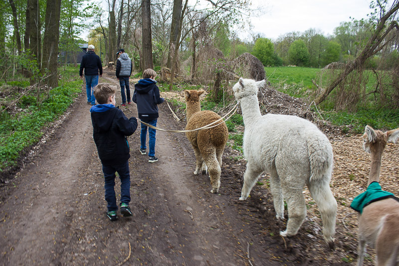 Der Heimweg der Alpakas zu ihrem Stall. Alpakas im Spreewald.