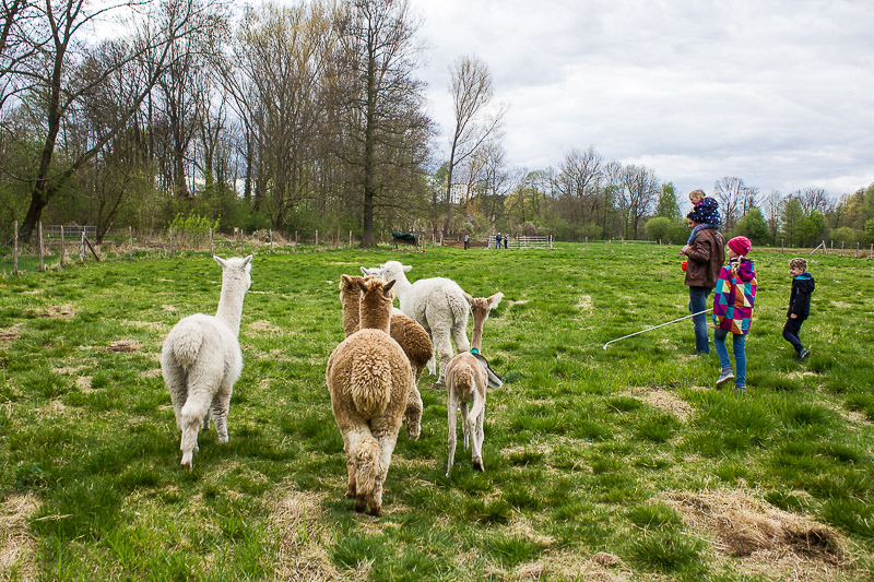 Die Alpakas auf der Weide. Spreewald-Ausflug zur Alpaka-Finca in Raddusch.
