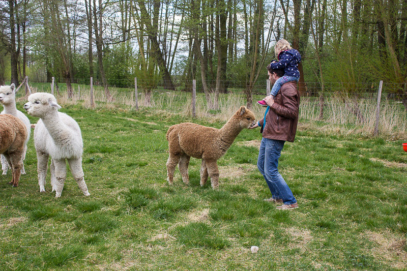 Spreewald-Ausflug zur Alpaka-Finca in Radisch Alpakas im Spreewald
