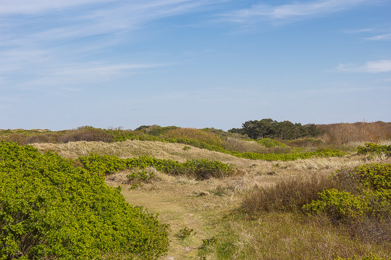 Besser als Meditation. Duenen auf der Insel Wangerooge.
