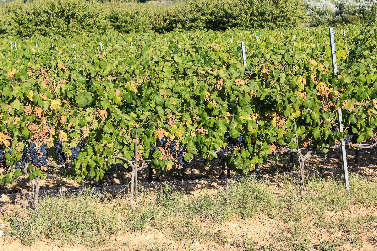 Die werden wohl bald geerntet. Weinreben in Suedfrankreich- Provence