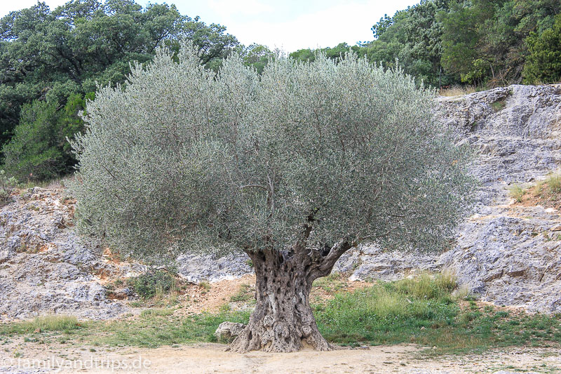 Na, wurde der noch von den Römern gepflanzt? Olivenbaum Pont du Gard