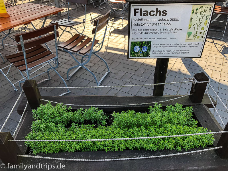 Wenn die erst mal blühen. Flachs an der Straupitzer Mühle.