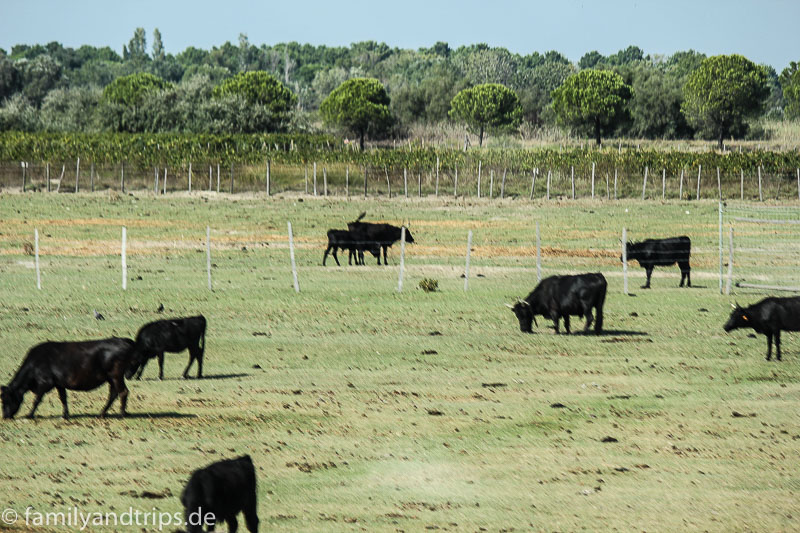 Überall waren diese Herden dort zu sehen. Camargue-schwarze-Stiere