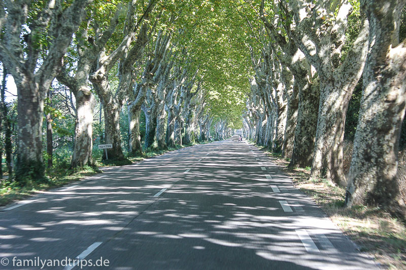 Wie im Film " Ein ganzes Jahr" Mit Platanen begrenzte Straße in der Provence.