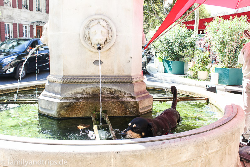 So hatten wir schön was zu beobachten, während wir auf das Essen warteten. Hund im Brunnen in Saint-Rémy-de-Provence.